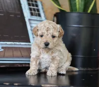 Maeve, a female Maltipoo for sale in Fresno, OH – 3 of 5