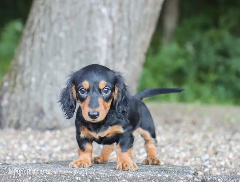 Karter – Dachshund puppy for sale in Fresno, OH