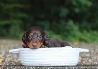 Archer, a male Miniature Dachshund for sale in Fresno, OH – 2 of 4