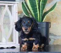 Gunner, a male Miniature Dachshund for sale in Fresno, OH – 3 of 6