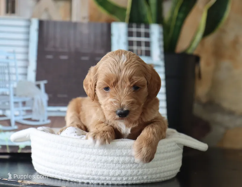 Scarlett – Maltipoo puppy for sale in Fresno, OH