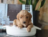 Scarlett, a female Maltipoo for sale in Fresno, OH – 1 of 3