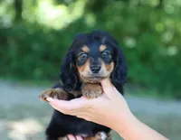 Carrie, a female Miniature Dachshund for sale in Fresno, OH – 5 of 5