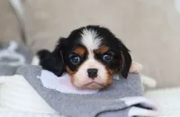 Karter, a male Cavalier King Charles Spaniel for sale in Fresno, OH – 2 of 5