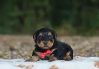 Hayes, a male Yorkshire Terrier for sale in Fresno, OH – 2 of 4