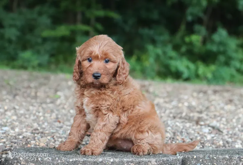 Avery – Miniature Goldendoodle puppy for sale in Fresno, OH
