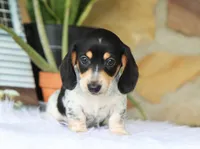 Yasmin, a female Miniature Dachshund for sale in Fresno, OH – 3 of 6