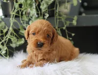 Alec, a male Miniature Goldendoodle for sale in Fresno, OH – 1 of 4