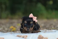 Harper, a female Yorkshire Terrier for sale in Fresno, OH – 4 of 4