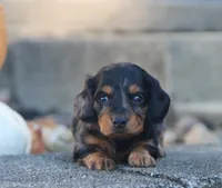 Penny, a female Miniature Dachshund for sale in Fresno, OH – 5 of 5