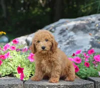 Sammy, a male Maltipoo for sale in Fresno, OH – 1 of 4