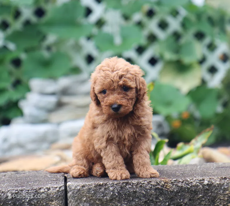 Sawyer – Maltipoo puppy for sale in Fresno, OH