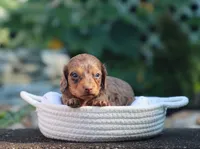 Uriah, a male Miniature Dachshund for sale in Fresno, OH – 3 of 4