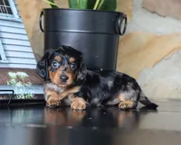 Ivy, a female Miniature Dachshund for sale in Fresno, OH – 3 of 4