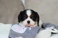 Kate, a male Cavalier King Charles Spaniel for sale in Fresno, OH – 1 of 4