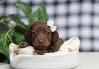 Quiana, a female Miniature Dachshund for sale in Fresno, OH – Photo 2 of 5