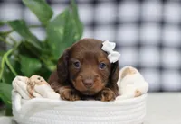 Quiana, a female Miniature Dachshund for sale in Fresno, OH – Photo 5 of 5