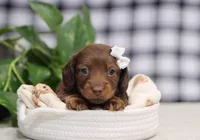 Quiana, a female Miniature Dachshund for sale in Fresno, OH – Photo 3 of 5