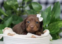 Quiana, a female Miniature Dachshund for sale in Fresno, OH – Photo 4 of 5