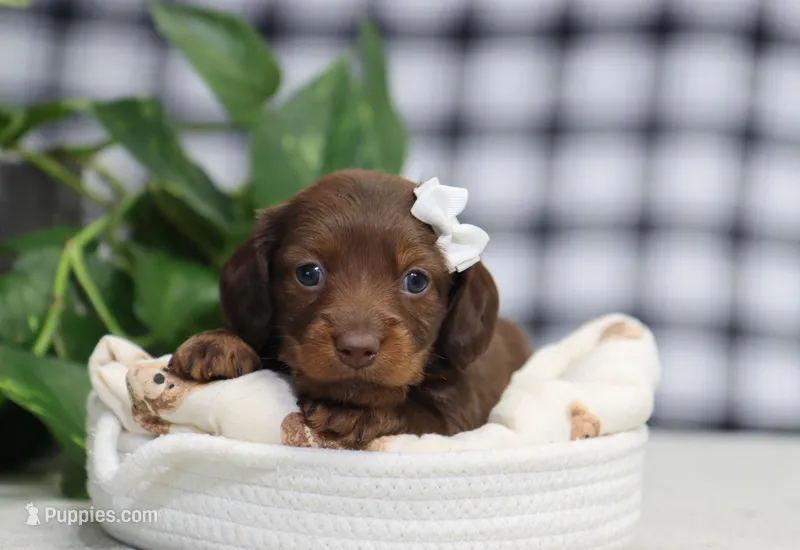 Quiana – Miniature Dachshund puppy for sale in Fresno, OH