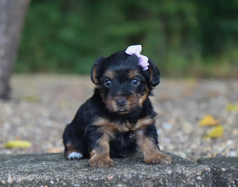 Hailey – Yorkshire Terrier puppy for sale in Fresno, OH