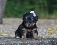Hailey, a female Yorkshire Terrier for sale in Fresno, OH – 1 of 4