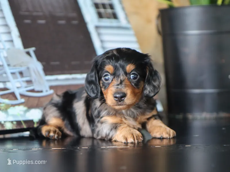Ivy – Miniature Dachshund puppy on hold in Fresno, OH