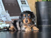 Ivy, a female Miniature Dachshund for sale in Fresno, OH – 1 of 4