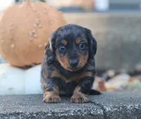 Patrick, a male Miniature Dachshund for sale in Fresno, OH – 6 of 7