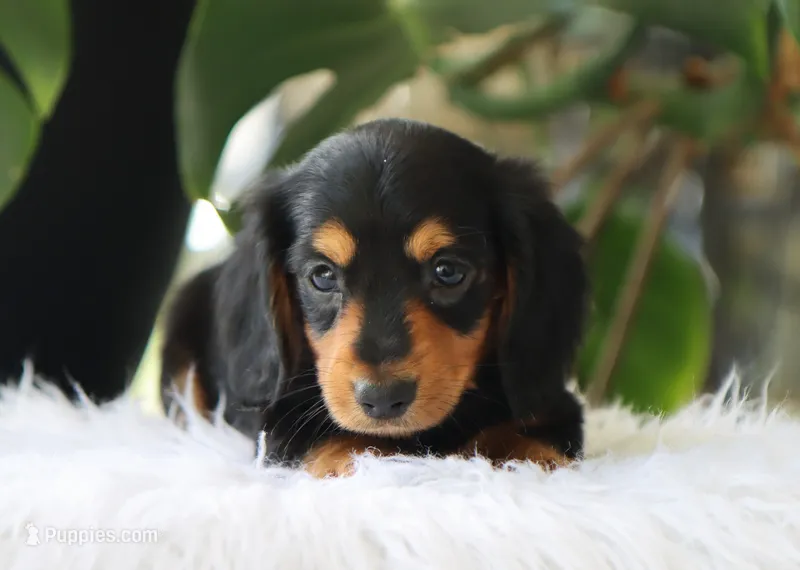 Khloe – Miniature Dachshund puppy for sale in Fresno, OH