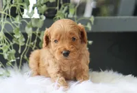 Albus, a male Miniature Goldendoodle for sale in Fresno, OH – 5 of 7