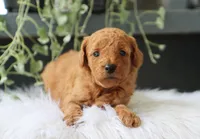 Amelia, a male Miniature Goldendoodle for sale in Fresno, OH – 3 of 4