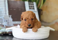 Sawyer, a male Maltipoo for sale in Fresno, OH – 3 of 5