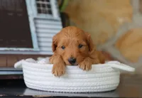 Scott, a male Maltipoo for sale in Fresno, OH – 2 of 4