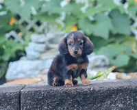 Olivia, a female Miniature Dachshund for sale in Fresno, OH – 8 of 9