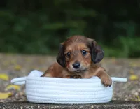 Violet, a female Miniature Dachshund for sale in Fresno, OH – 4 of 4