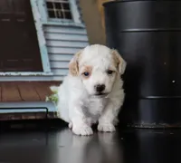Mason, a male Maltipoo for sale in Fresno, OH – 2 of 3