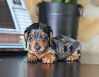 Ike, a male Miniature Dachshund for sale in Fresno, OH – 3 of 4