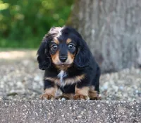 Carrie, a female Miniature Dachshund for sale in Fresno, OH – 2 of 5