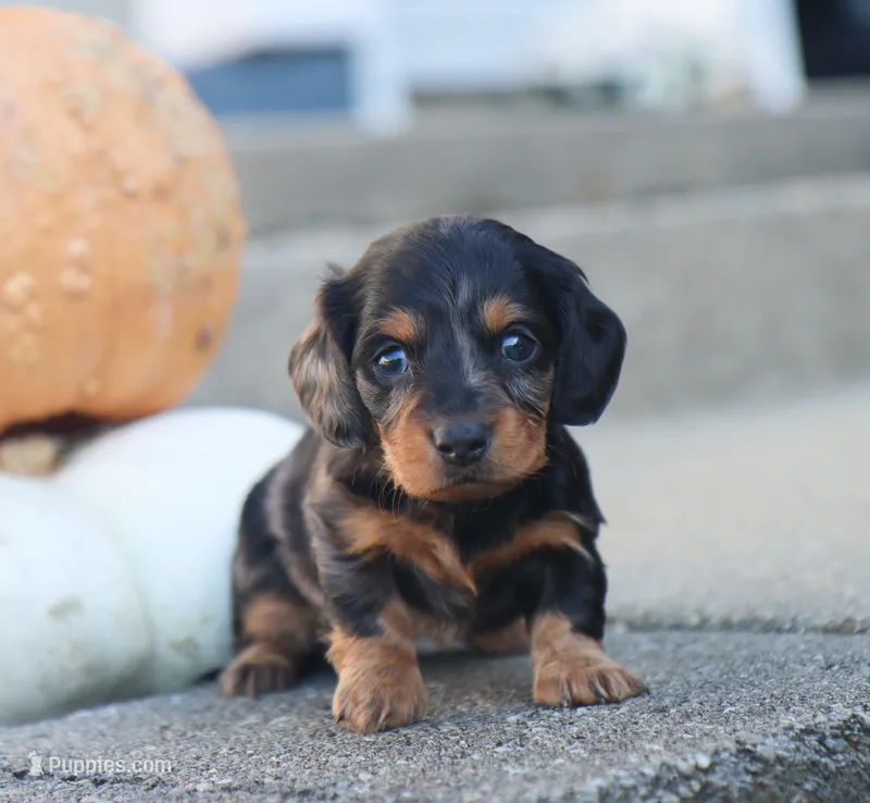 Penny – Miniature Dachshund puppy for sale in Fresno, OH