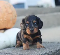 Penny, a female Miniature Dachshund for sale in Fresno, OH – 1 of 5