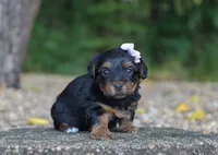 Hailey, a female Yorkshire Terrier for sale in Fresno, OH – 2 of 4