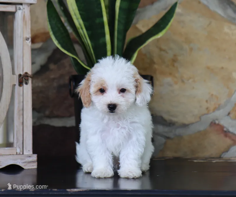 Mason – Maltipoo puppy for sale in Fresno, OH