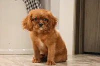 Tanner, a male Cavalier King Charles Spaniel for sale in Fresno, OH – 3 of 5