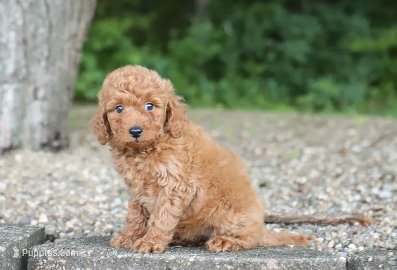 Amelia – Miniature Goldendoodle puppy for sale in Fresno, OH