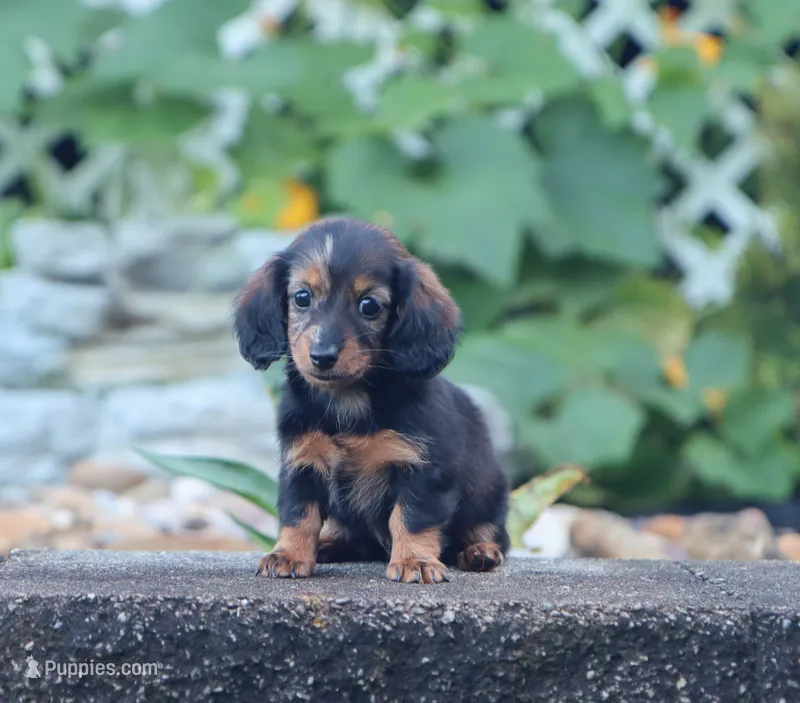 Olivia – Miniature Dachshund puppy for sale in Fresno, OH