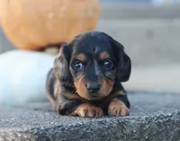 Penny, a female Miniature Dachshund for sale in Fresno, OH – 2 of 5