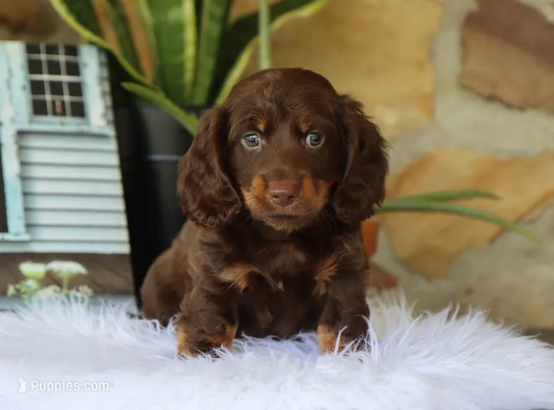 Quon – Miniature Dachshund puppy for sale in Fresno, OH