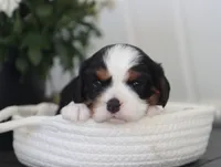 Niko, a male Cavalier King Charles Spaniel for sale in Fresno, OH – 3 of 4