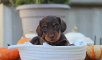 Lilly, a male Miniature Dachshund for sale in Fresno, OH – 2 of 5